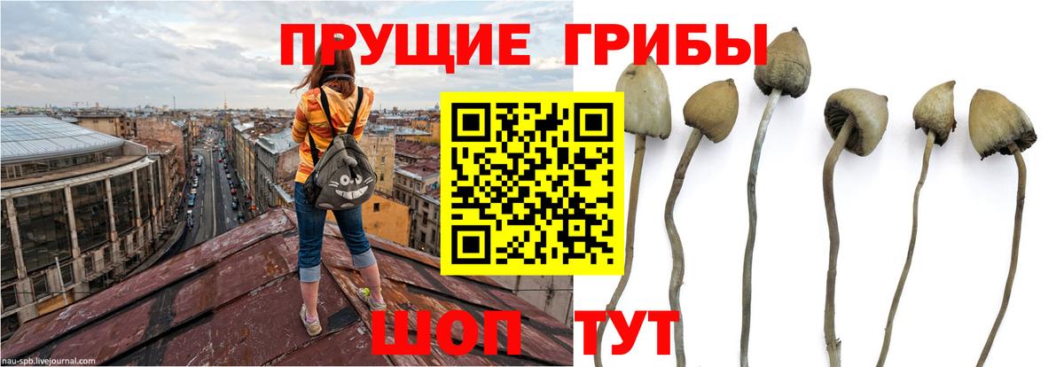 Приморско-Ахтарск  как найти   Галлюциногенные грибы Psilocybine cubensis  Вход с VPN  Псилоцибиновые грибы Cubensis 